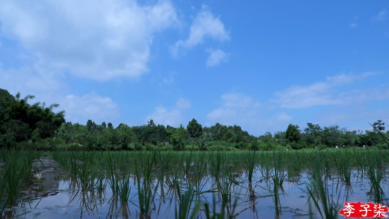 【美食】李子柒liziqi的精彩时刻 20210921 09点场