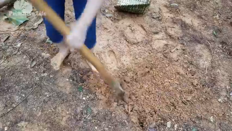 偏远边塞 云南妹子丛林之家(4)更新4