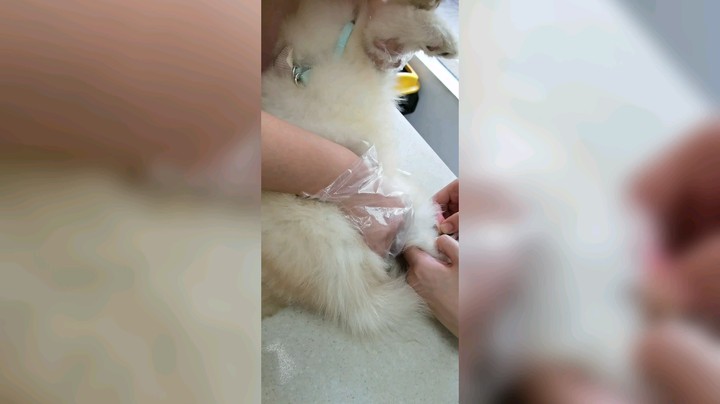 坚持！抗狗瘟的第二天了！挺住，你最棒。