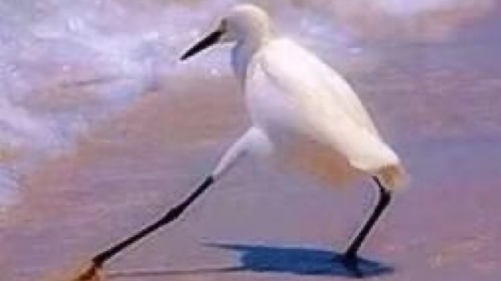 白给之灵 神之一刀