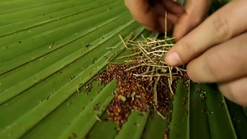 偏远边塞 云南妹子丛林之家(8)更新day20