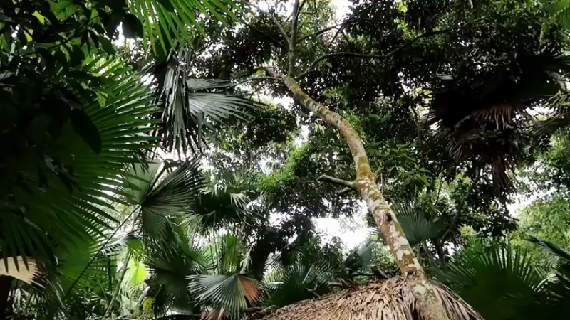 偏远边塞 云南妹子丛林之家(1)更新day20