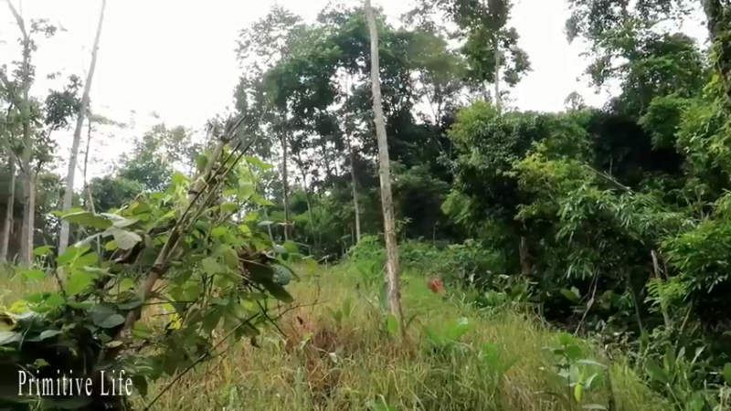 偏远边塞 云南妹子丛林之家(3)更新day20