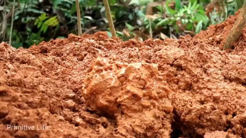 偏远边塞 云南妹子丛林之家(11)更新day15