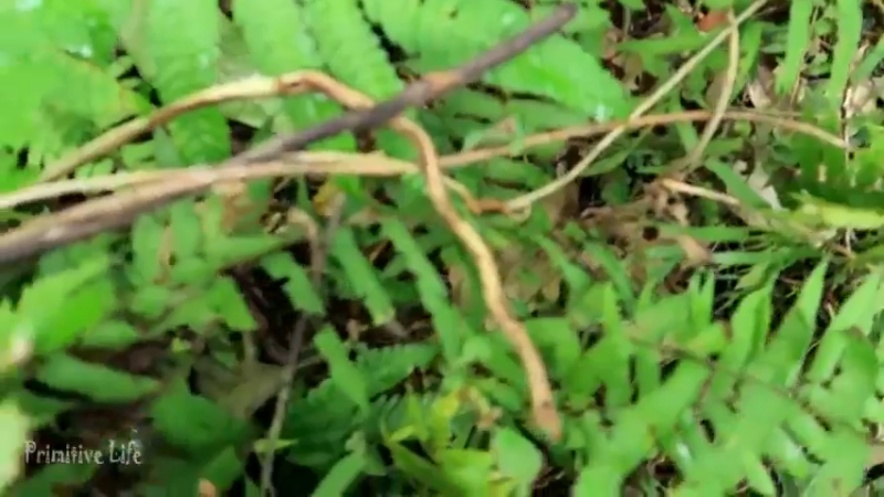 偏远边塞 云南妹子丛林之家(2)更新day13