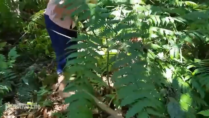 偏远边塞 云南妹子丛林之家(2)更新day2