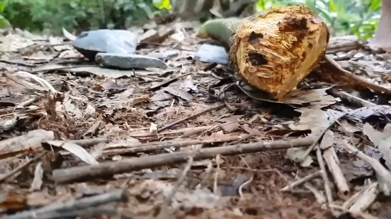 偏远边塞 云南妹子丛林之家(5)更新第一集