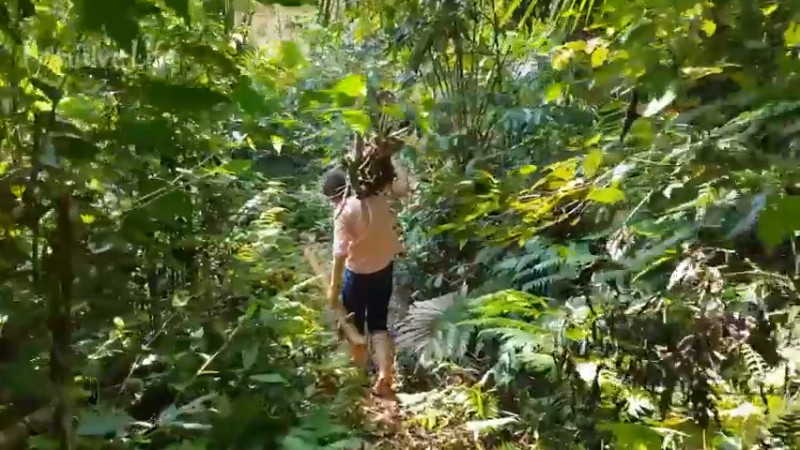 偏远边塞 云南妹子丛林之家(4)更新day8