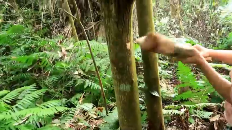 偏远边塞 云南妹子丛林之家(5)更新day13