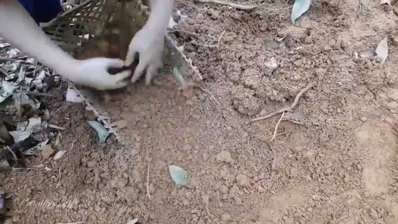 偏远边塞 云南妹子丛林之家(10)更新day5