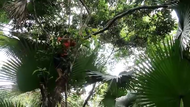 偏远边塞 云南妹子丛林之家(9)更新day18