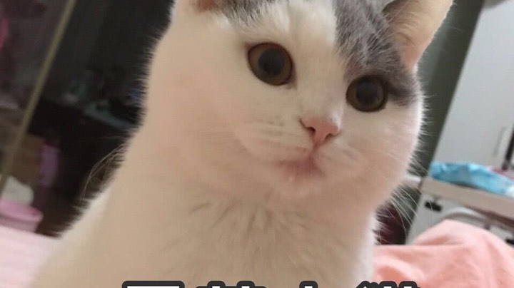 zz