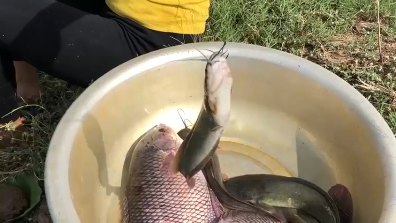 害我天天吃鱼！嫂子超厉害5渔获技术！脸盆大罗非鱼，嫂子拿一根小竹竿就钓上了 今天又得吃鱼了。