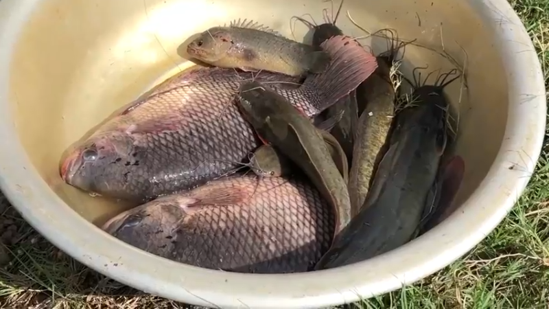 害我天天吃鱼！嫂子超厉害7渔获技术！脸盆大罗非鱼，嫂子拿一根小竹竿就钓上了 今天又得吃鱼了。