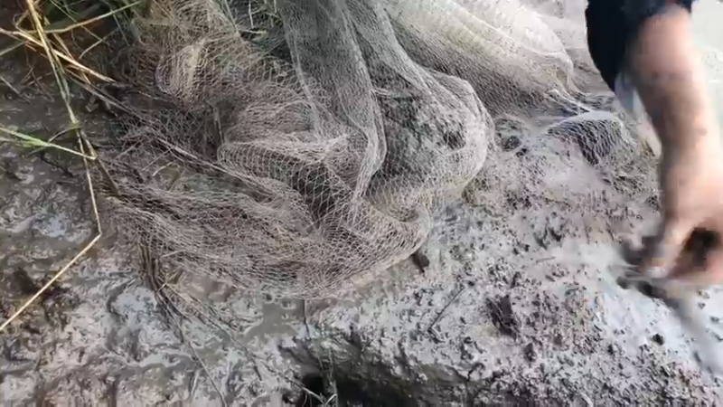 day2干塘了，嫂子来撒一把，优秀！好多！真鱼水之乡！太多了