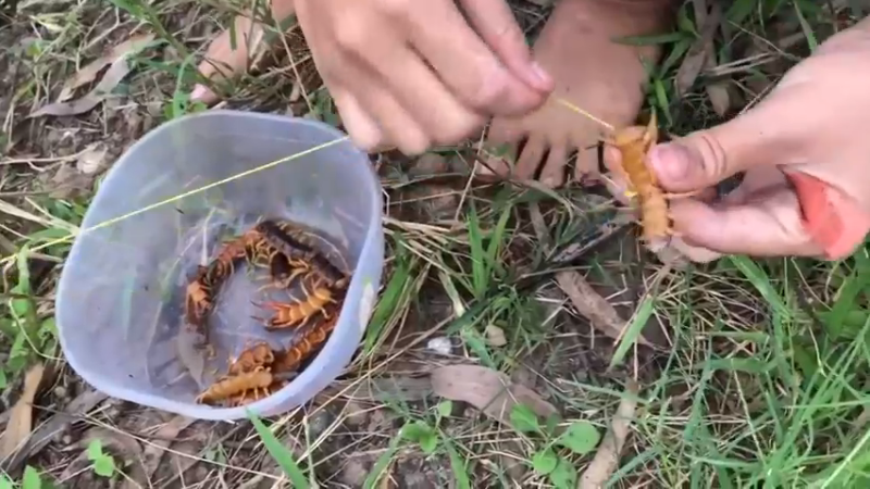 在乡下，看嫂子的诱饵2真是五花八门，效果超好！