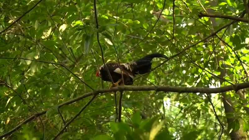 烧烤家里的离家出走鸡，拿下！按剧本吃个鸡！真香