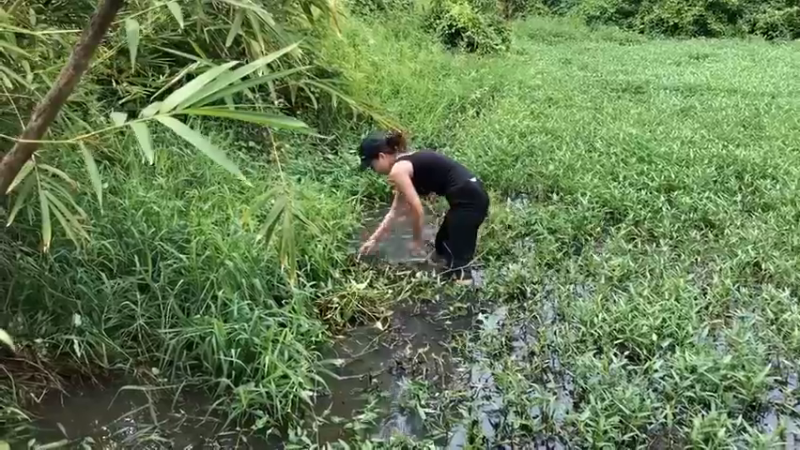 嫂子在田里放地篓6，看看抓到了什么，哇哇哇！