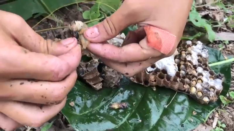 小河边，看到嫂子拿拿虫蛹10钓鱼！爆浆了！鱼上钩了，都好大