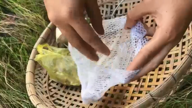 在荒田里，嫂子架一个三脚架，神奇的一幕发生了2