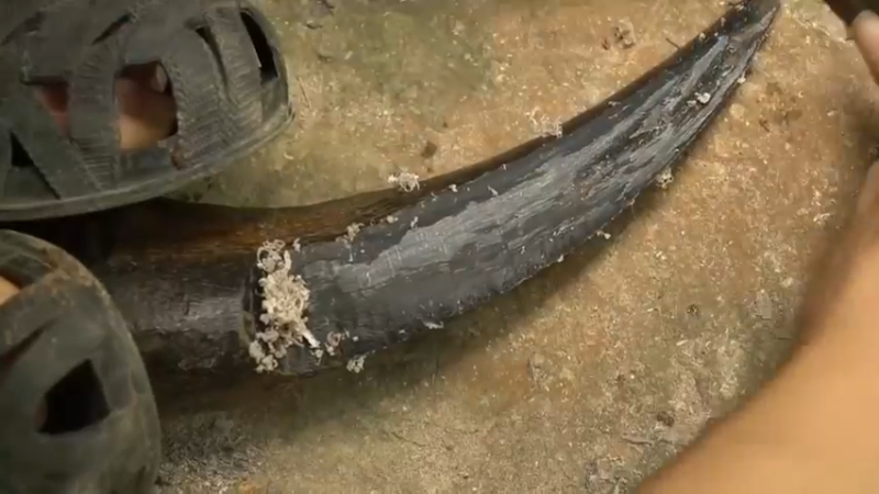 制作手工 牛角餐刀，吃个大餐 (5)