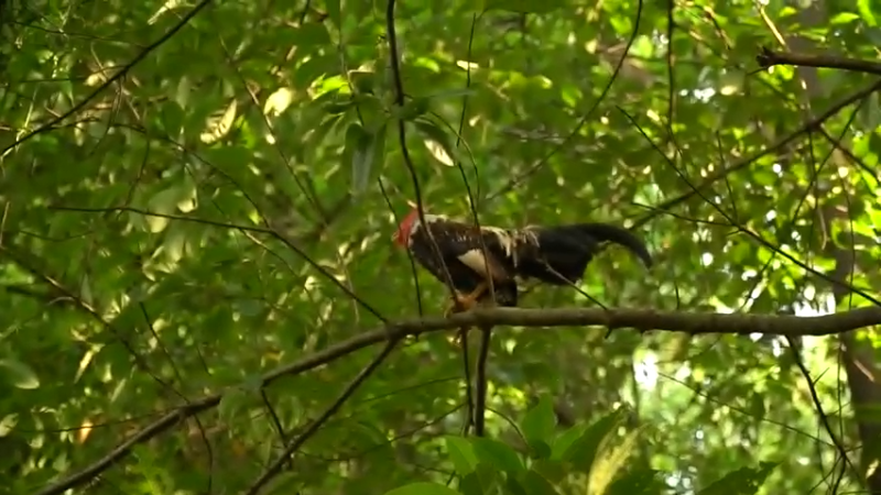 (1)家里的鸡也离家出走，拿下！按剧本吃个鸡！真香