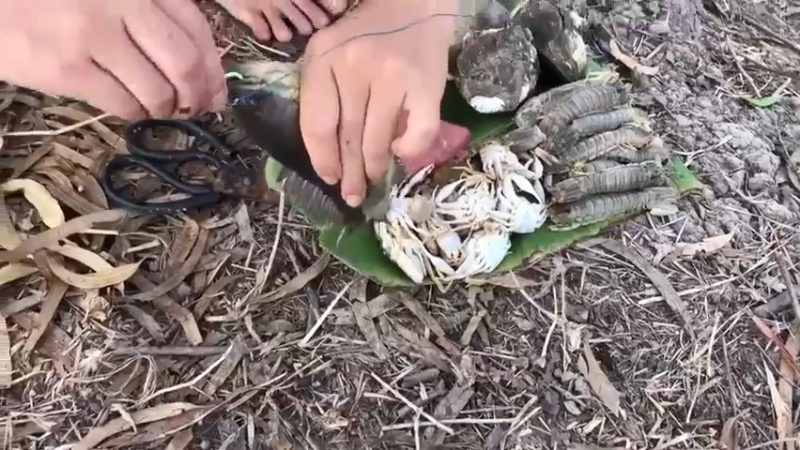 天天吃鱼！3回乡下，看到嫂子拿奇怪的东西钓鱼，居然拿鲍鱼和牛肉钓鱼，败家，害我天天吃鱼！