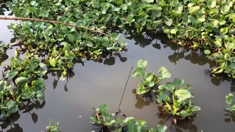 天天吃鱼！5回乡下，看到嫂子拿奇怪的东西钓鱼，居然拿鲍鱼和牛肉钓鱼，败家，害我天天吃鱼！