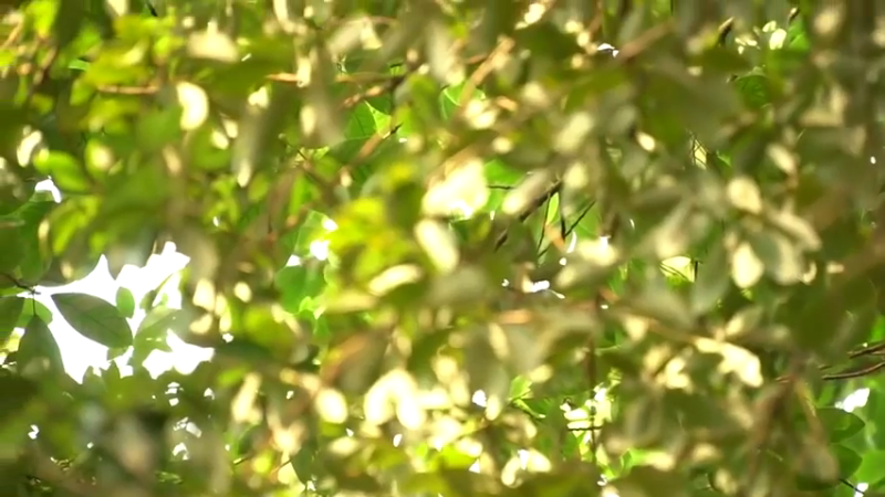 (3)家里的鸡也离家出走，拿下！按剧本吃个鸡！真香