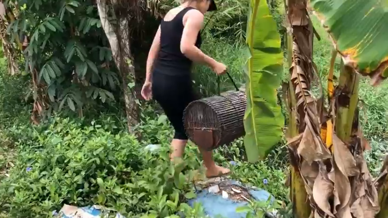 嫂子在田里放地篓5，看看抓到了什么，哇哇哇！