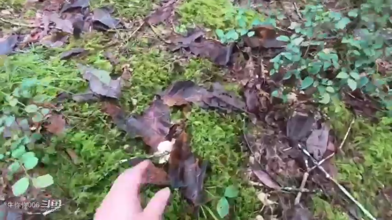 媳妇提个馊点子要去捡菌，大老远的白跑一趟，不过宝宝玩得开心3