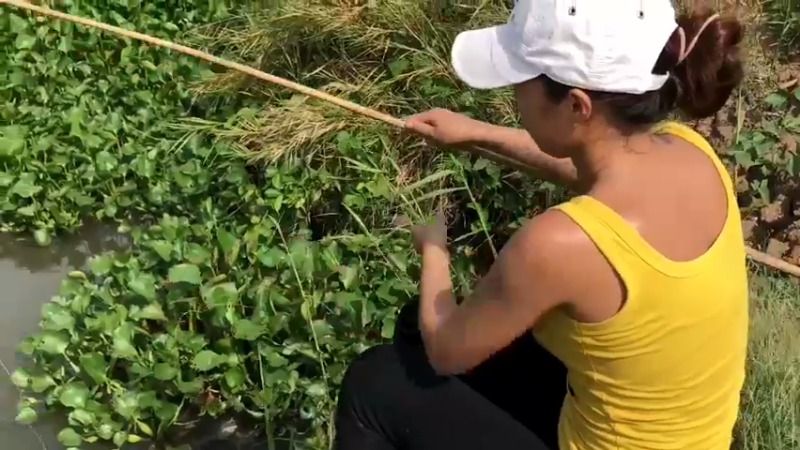 害我天天吃鱼！嫂子超厉害3渔获技术！脸盆大罗非鱼，嫂子拿一根小竹竿就钓上了 今天又得吃鱼了。