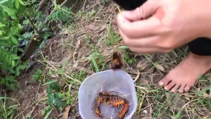 在乡下，看嫂子的诱饵5真是五花八门，效果超好！