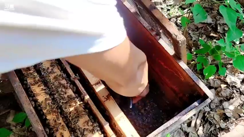 【2021-09-22 15点场】洪湖小肖：欢迎鱼皇回归