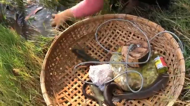 在荒田里，嫂子架一个三脚架，神奇的一幕发生了3
