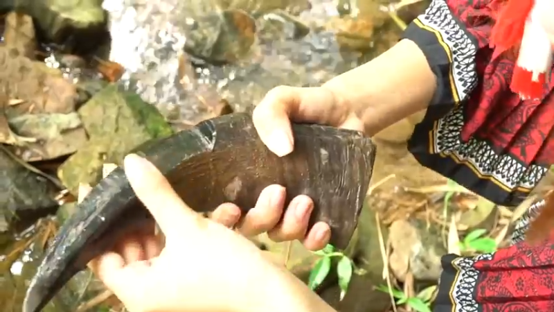 制作手工 牛角餐刀，吃个大餐 (4)