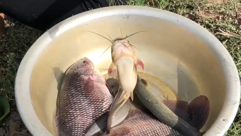 害我天天吃鱼！嫂子超厉害4渔获技术！脸盆大罗非鱼，嫂子拿一根小竹竿就钓上了 今天又得吃鱼了。