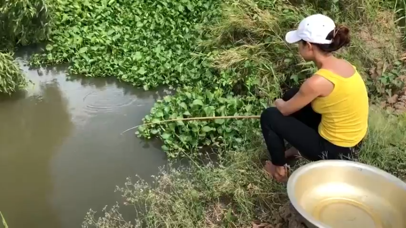 害我天天吃鱼！嫂子超厉害1渔获技术！脸盆大罗非鱼，嫂子拿一根小竹竿就钓上了 今天又得吃鱼了。