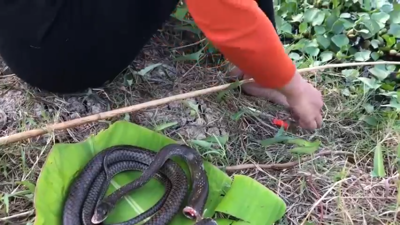 美丽云南，嫂子在乡下天天钓鱼，这次用一条大黄鳝来钓鱼。你说这不是败家吗？