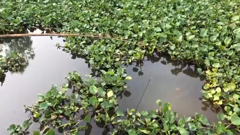天天吃鱼！10回乡下，看到嫂子拿奇怪的东西钓鱼，居然拿鲍鱼和牛肉钓鱼，败家，害我天天吃鱼！