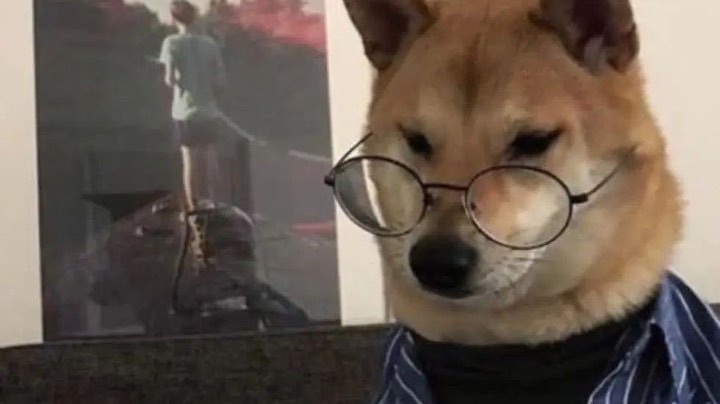 哈士奇