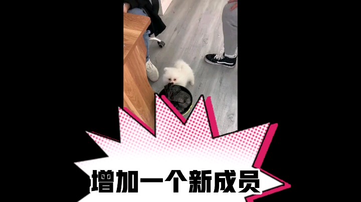 宠物狗一只