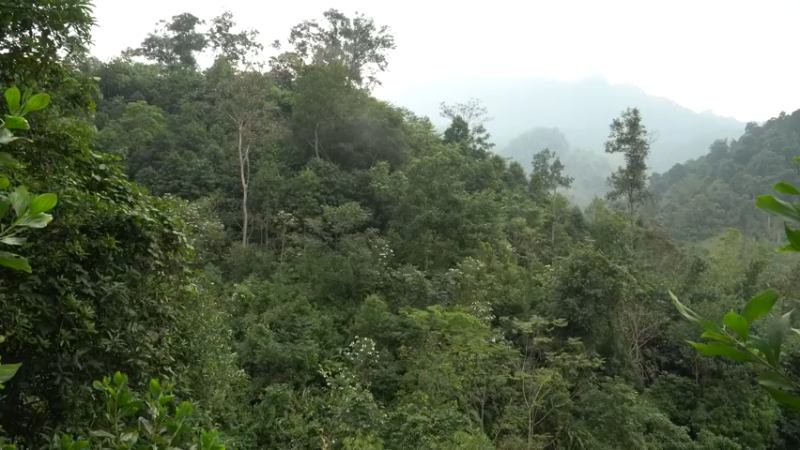 #木棉选种和农作物种植(1)【浪漫山野3基地】《如果你一无所有 进入单人我的世界，自由荒野 离网乐园 全手工制作耕种 快乐野外生活》