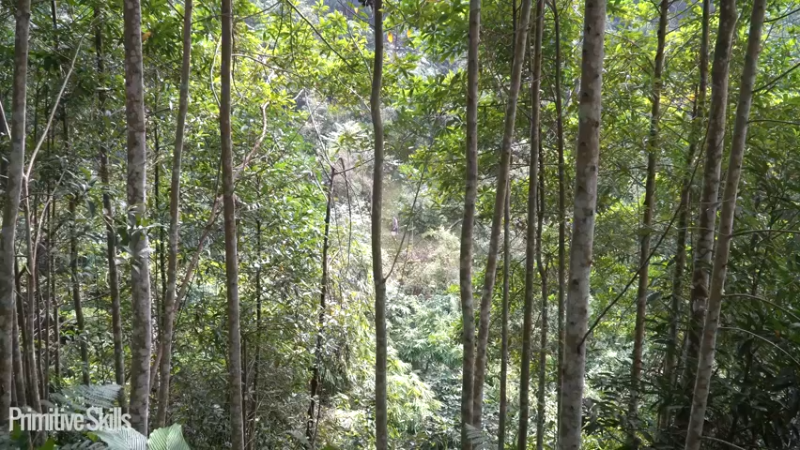 #木棉选种和农作物种植(2)【浪漫山野3基地】《如果你一无所有 进入单人我的世界，自由荒野 离网乐园 全手工制作耕种 快乐野外生活》
