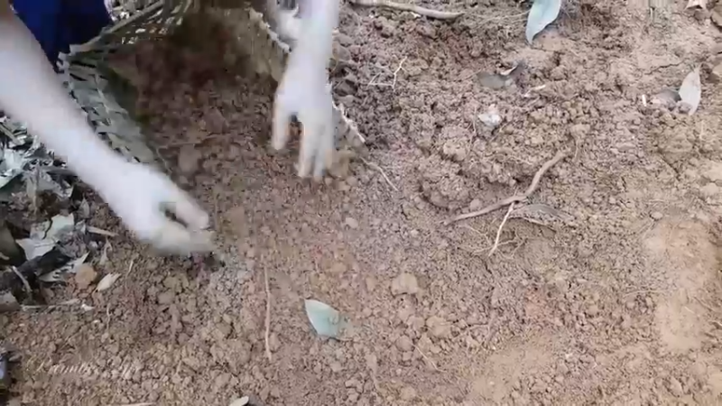 偏远边塞 云南妹子丛林之家(10)更新day5