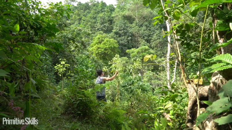 #木棉选种和农作物种植(3)【浪漫山野3基地】《如果你一无所有 进入单人我的世界，自由荒野 离网乐园 全手工制作耕种 快乐野外生活》