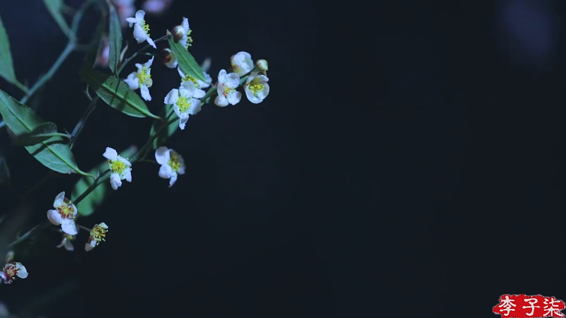 【美食】李子柒liziqi的精彩时刻 20210923 09点场