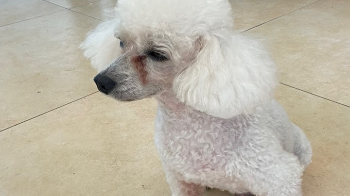 一个恬静的直播间