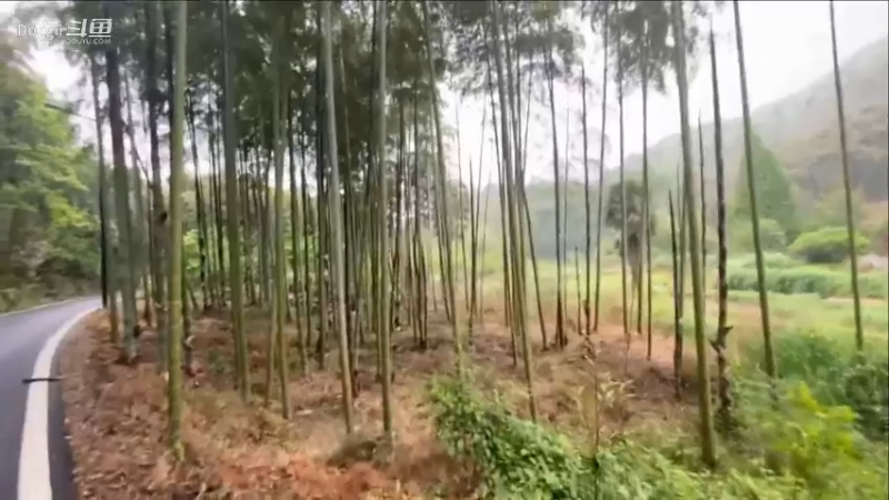 夏日的乡野生活（4）