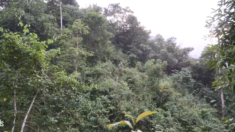 #木棉选种和农作物种植(5)【浪漫山野3基地】《如果你一无所有 进入单人我的世界，自由荒野 离网乐园 全手工制作耕种 快乐野外生活》